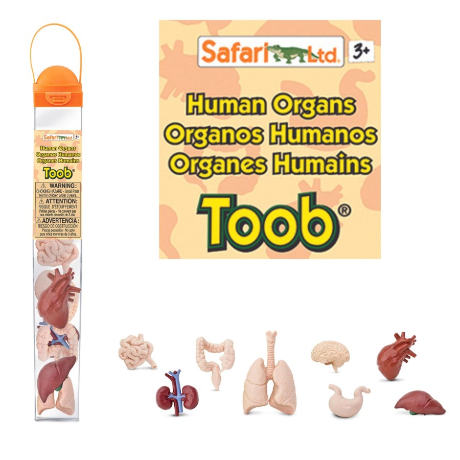 Small World Safari | Human Organs Toob