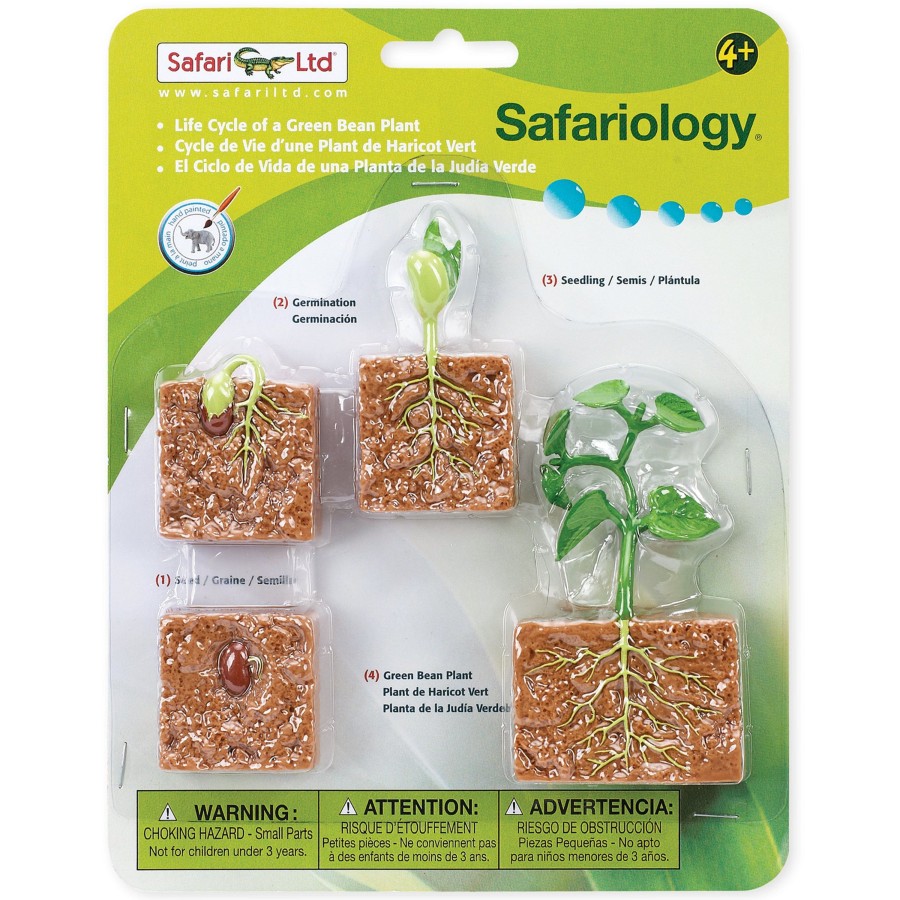 Role Play Educational Toys | Safari Life Cycle Of A Green Bean Plant