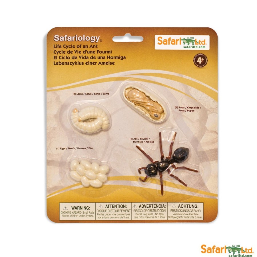 Role Play Safari | Safari Life Cycle Of An Ant