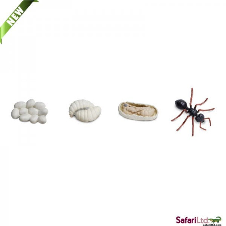 Small World Safari | Safari Life Cycle Of An Ant