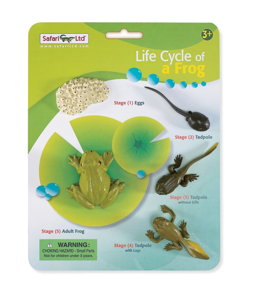 Role Play Safari | Life Cycle Of A Frog